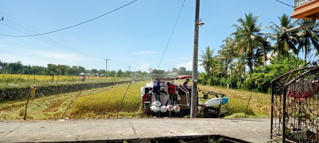 Pemanenan Salah Satu Hasil Pertanian di Gampong Labui